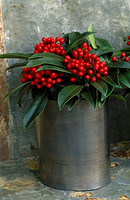 LEAD ROLL CONTAINERS PLANTED WITH SKIMMIA JAPONICA REEVESIANA. DESIGNER: CLARE MATTHEWS