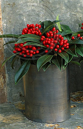 LEAD ROLL CONTAINERS PLANTED WITH SKIMMIA JAPONICA REEVESIANA. DESIGNER: CLARE MATTHEWS