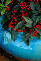 TURQUOISE CONTAINER WITH THE RED BERRIES OF SKIMMIA REEVESIANA. THE NICHOLS GARDEN, READING