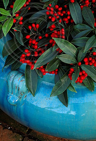 TURQUOISE CONTAINER WITH THE RED BERRIES OF SKIMMIA REEVESIANA. THE NICHOLS GARDEN, READING