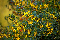 HIGHFIELD HOLLIES, HAMPSHIRE - YELLOW BERRIES OF THE HOLLY - ILEX BACCIFLAVA