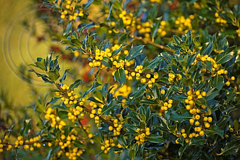 HIGHFIELD HOLLIES, HAMPSHIRE - YELLOW BERRIES OF THE HOLLY - ILEX BACCIFLAVA