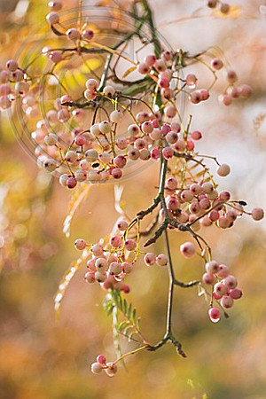 PETTIFERS GARDEN, OXFORDSHIRE, IN AUTUMN: PINK BERRIES OF SORBUS VILMORINII