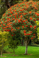 NEW; BRILLIANT WINTER BERRIES. CLIVE NICHOLS