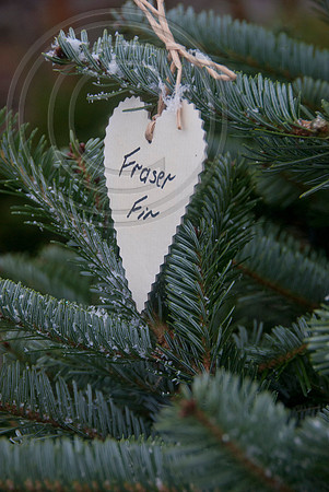 FRASER FIR