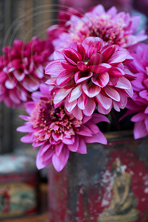 DAHLIA MAMBO