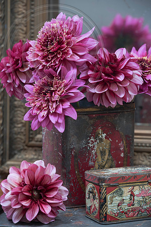 DAHLIA MAMBO