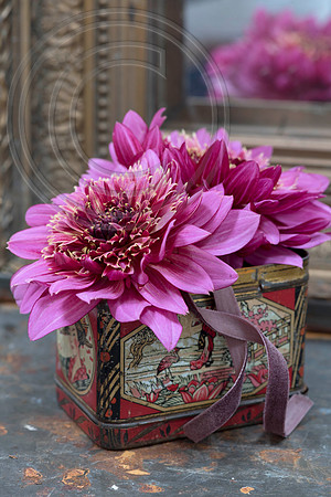 DAHLIA MAMBO