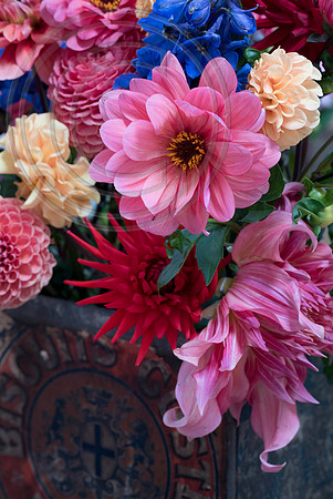 DAHLIA JOWEY WINNIE
