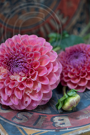 DAHLIA JOEY WINNIE