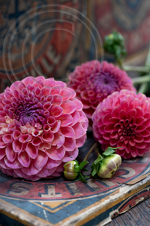 DAHLIA JOWEY WINNIE
