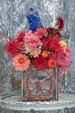 DAHLIA JOEY WINNIE,