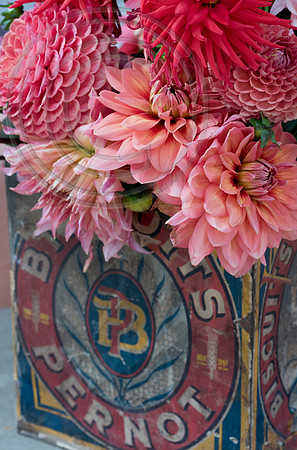DAHLIA JOEY WINNIE