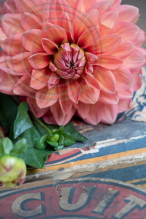 DAHLIA CAROLINA WAGEMANS