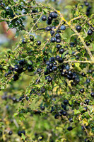 SLOE BERRIES