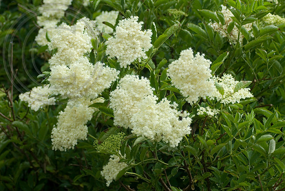 ELDERFLOWER
