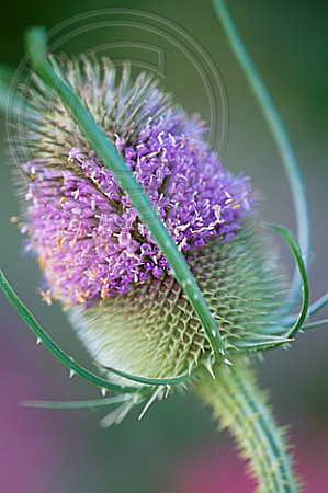 DIPSACUS FULLONUM (COMMON TEASEL)