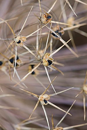 THE GARDEN AND PLANT COMPANY, HATHEROP, GLOUCESTERSHIRE: DRIED ALLIUM SEED HEAD
