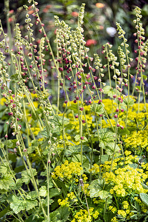 HUNTINGBROOK JIMI BLAKE Tellima grandiflora