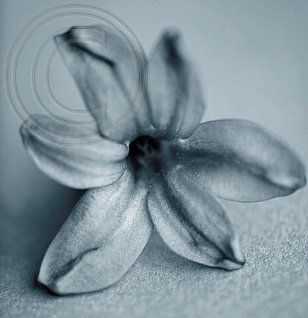BLACK AND WHITE DUOTONE IMAGE OF THE FLOWER OF HYACINTH 'PURPLE PASSION'