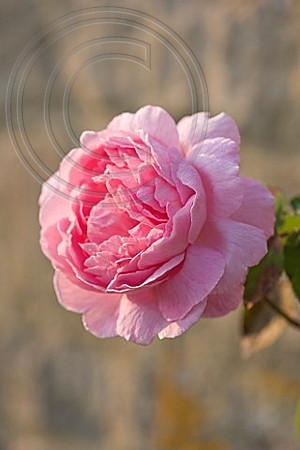 EASTON WALLED GARDENS, LINCOLNSHIRE: THE DAVID AUSTIN ENGLISH ROSE - CLIMBING ROSE, RAMBLER ROSE - ROSA 'CONSTANCE SPRY'