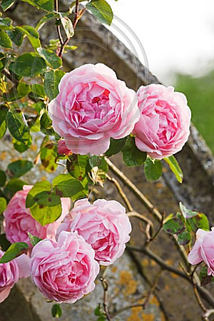 EASTON WALLED GARDENS, LINCOLNSHIRE: THE DAVID AUSTIN ENGLISH ROSE - CLIMBING ROSE, RAMBLER ROSE - ROSA 'CONSTANCE SPRY'