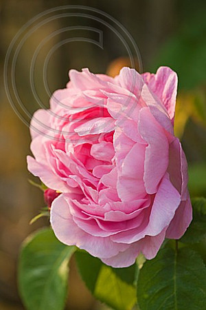 EASTON WALLED GARDENS, LINCOLNSHIRE: THE DAVID AUSTIN ENGLISH ROSE - CLIMBING ROSE, RAMBLER ROSE - ROSA 'CONSTANCE SPRY'