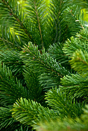 NORDMAN FIR