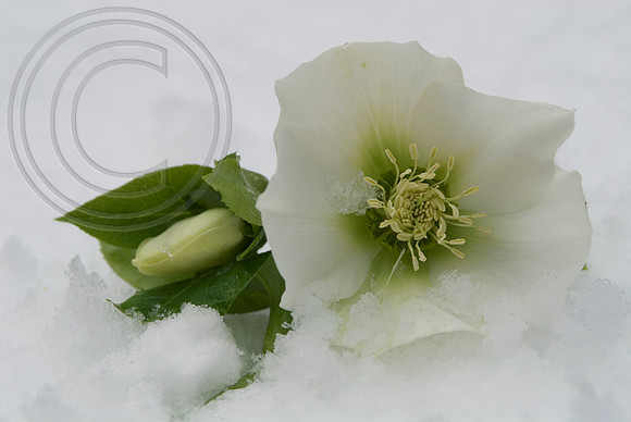 christmas rose in teh snow- hellbors niger