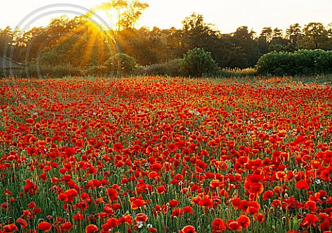SUNSET OVER POPPY AND OXEYE DAISY MEADOW - OXFORDSHIRE