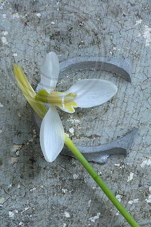 CAROLYN ELWES
