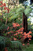 Dereen Garden, Ire