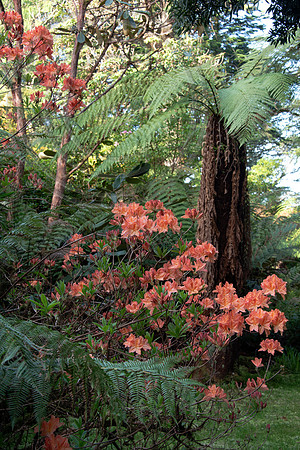 Dereen Garden, Ire