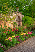 MORTON HALL TULIPS