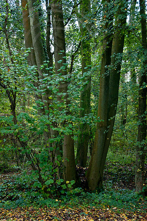 Native Ash, coppiced to produce multi stem for timber