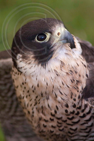 HARRIS HAWK