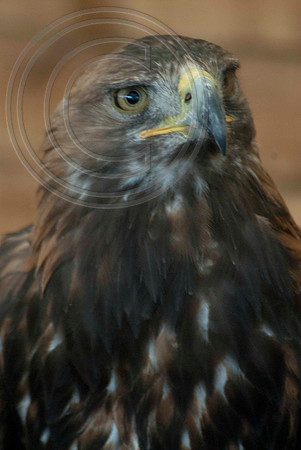 GOLDEN EAGLE