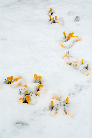 crocus in the snow