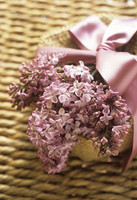 HYACINTHIFLORA