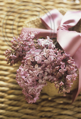 HYACINTHIFLORA