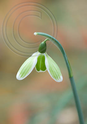 58125 GALANTHUS GREEN TEAR