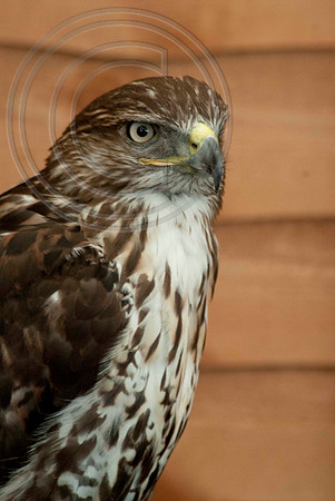 RED TAILED HAWK