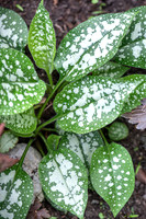 HUNTINGBROOK JIMI BLAKE Pulmonaria