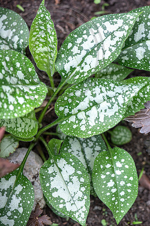 HUNTINGBROOK JIMI BLAKE Pulmonaria