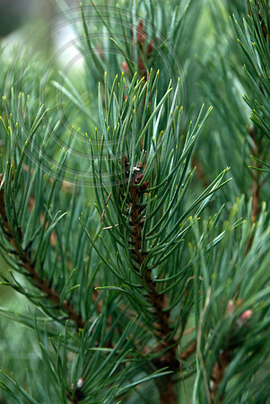 SCOTS PINE