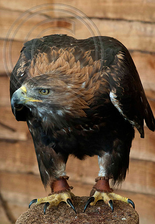 GOLDEN EAGLE