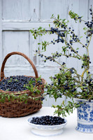 SLOE BASKET AND ARRANGEMENT