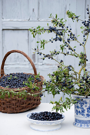 SLOE BASKET AND ARRANGEMENT