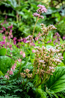 HUNTINGBROOK JIMI BLAKE Bergenia, Corydalis