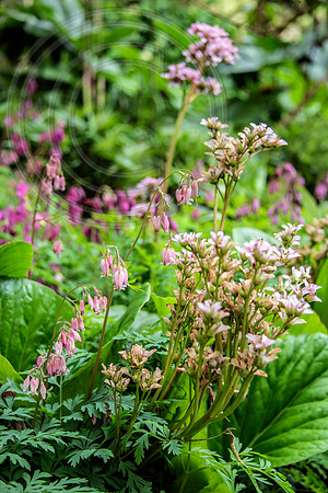 HUNTINGBROOK JIMI BLAKE Bergenia, Corydalis